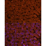 Immunofluorescence - Anti-HMGCS2 Antibody (A90273) - Antibodies.com