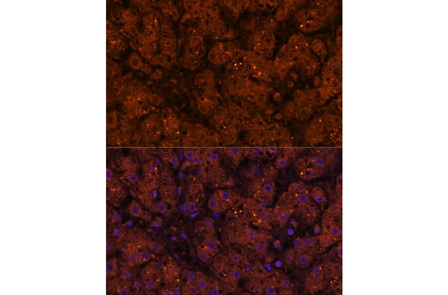 Immunofluorescence - Anti-HMGCS2 Antibody (A90273) - Antibodies.com