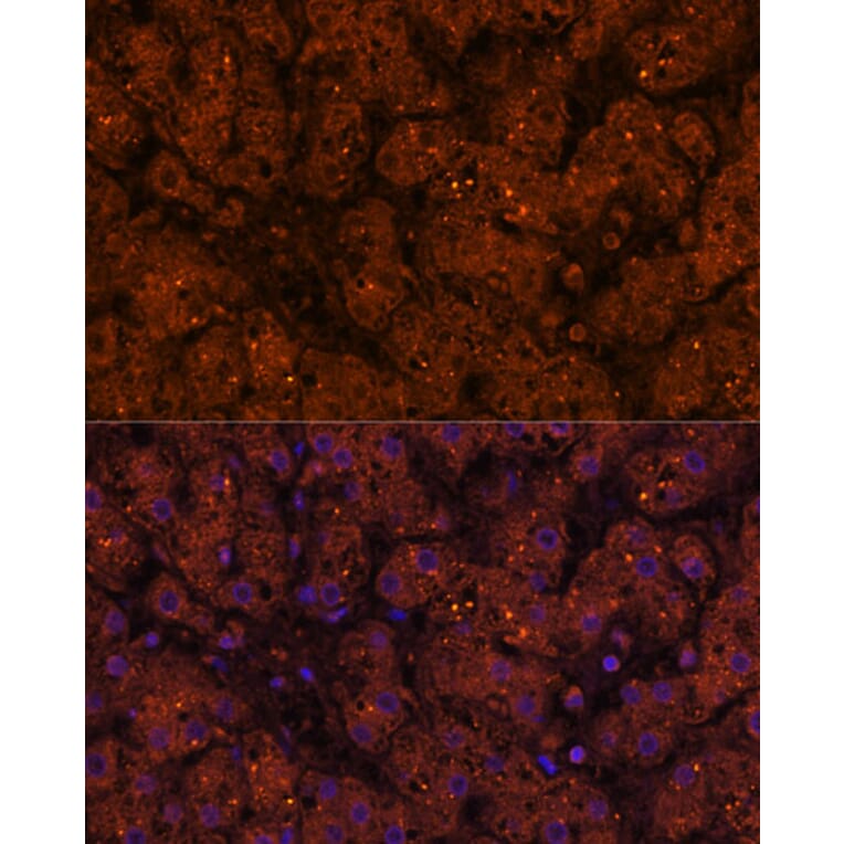 Immunofluorescence - Anti-HMGCS2 Antibody (A90273) - Antibodies.com
