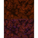 Immunofluorescence - Anti-HMGCS2 Antibody (A90273) - Antibodies.com