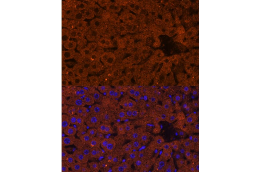 Immunofluorescence - Anti-HMGCS2 Antibody (A90273) - Antibodies.com