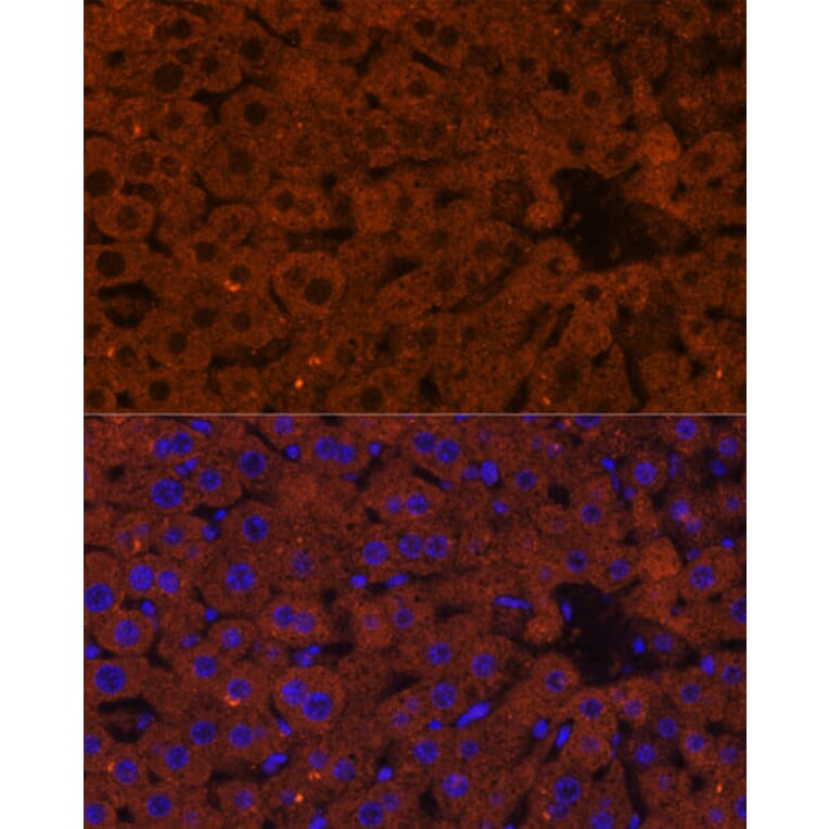 Immunofluorescence - Anti-HMGCS2 Antibody (A90273) - Antibodies.com