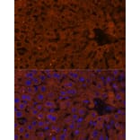 Immunofluorescence - Anti-HMGCS2 Antibody (A90273) - Antibodies.com