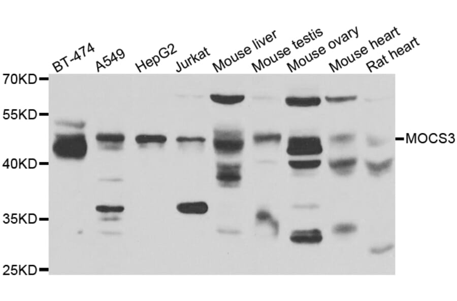 Western Blot - Anti-MOCS3 Antibody (A13417) - Antibodies.com