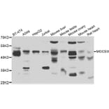 Western Blot - Anti-MOCS3 Antibody (A13417) - Antibodies.com