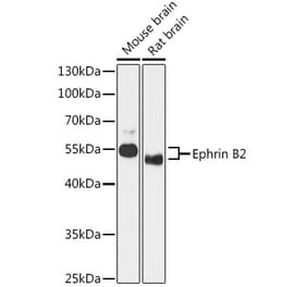 Western Blot - Anti-Ephrin B2 Antibody (A90277) - Antibodies.com