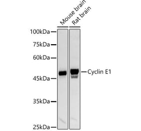 Western Blot - Anti-Cyclin E1 Antibody (A90279) - Antibodies.com