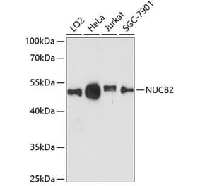 Western Blot - Anti-NUCB2 Antibody (A90280) - Antibodies.com