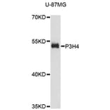 Western Blot - Anti-P3H4 Antibody (A13754) - Antibodies.com