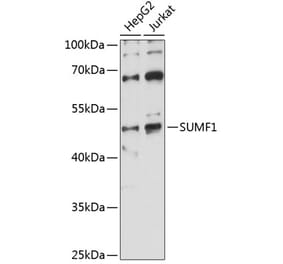 Western Blot - Anti-FGE Antibody (A90282) - Antibodies.com