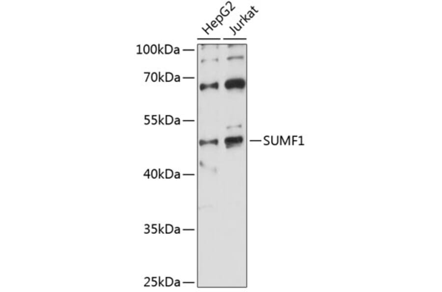 Western Blot - Anti-FGE Antibody (A90282) - Antibodies.com