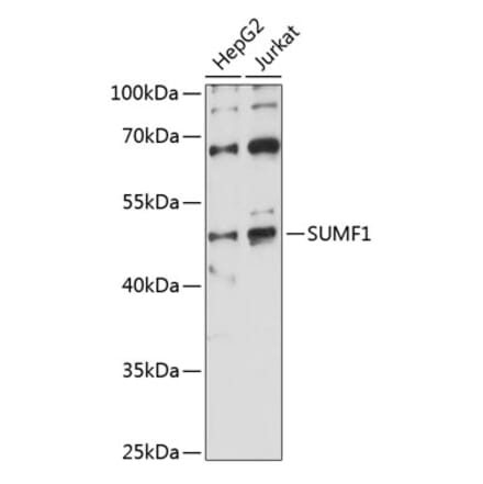 Western Blot - Anti-FGE Antibody (A90282) - Antibodies.com