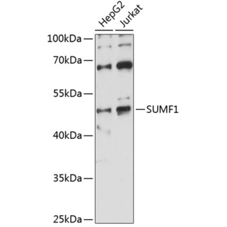 Western Blot - Anti-FGE Antibody (A90282) - Antibodies.com