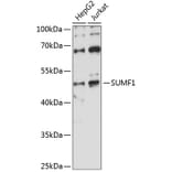 Western Blot - Anti-FGE Antibody (A90282) - Antibodies.com