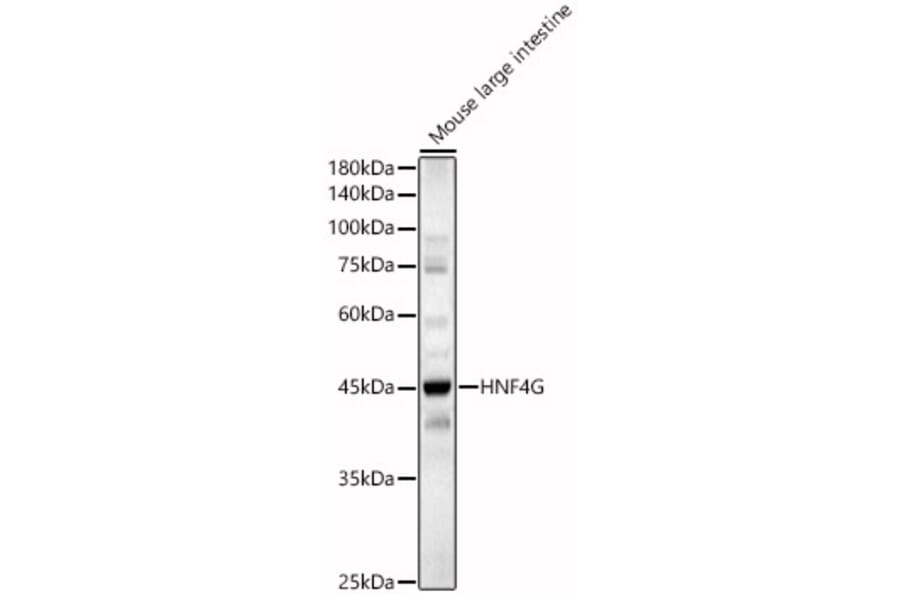 Western Blot - Anti-HNF-4-gamma Antibody (A90284) - Antibodies.com