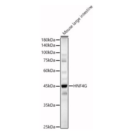 Western Blot - Anti-HNF-4-gamma Antibody (A90284) - Antibodies.com