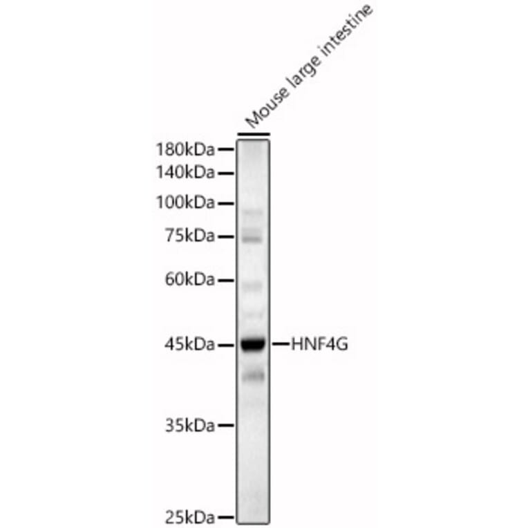 Western Blot - Anti-HNF-4-gamma Antibody (A90284) - Antibodies.com