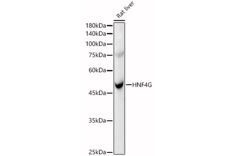 Western Blot - Anti-HNF-4-gamma Antibody (A90284) - Antibodies.com