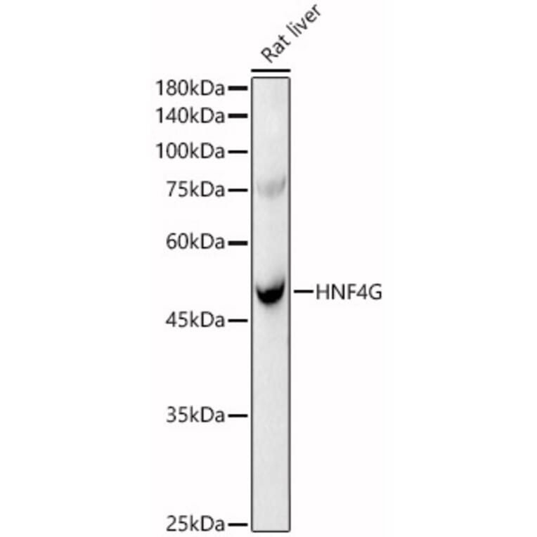 Western Blot - Anti-HNF-4-gamma Antibody (A90284) - Antibodies.com