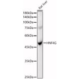 Western Blot - Anti-HNF-4-gamma Antibody (A90284) - Antibodies.com