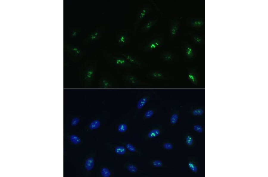 Immunofluorescence - Anti-HNF-4-gamma Antibody (A90284) - Antibodies.com
