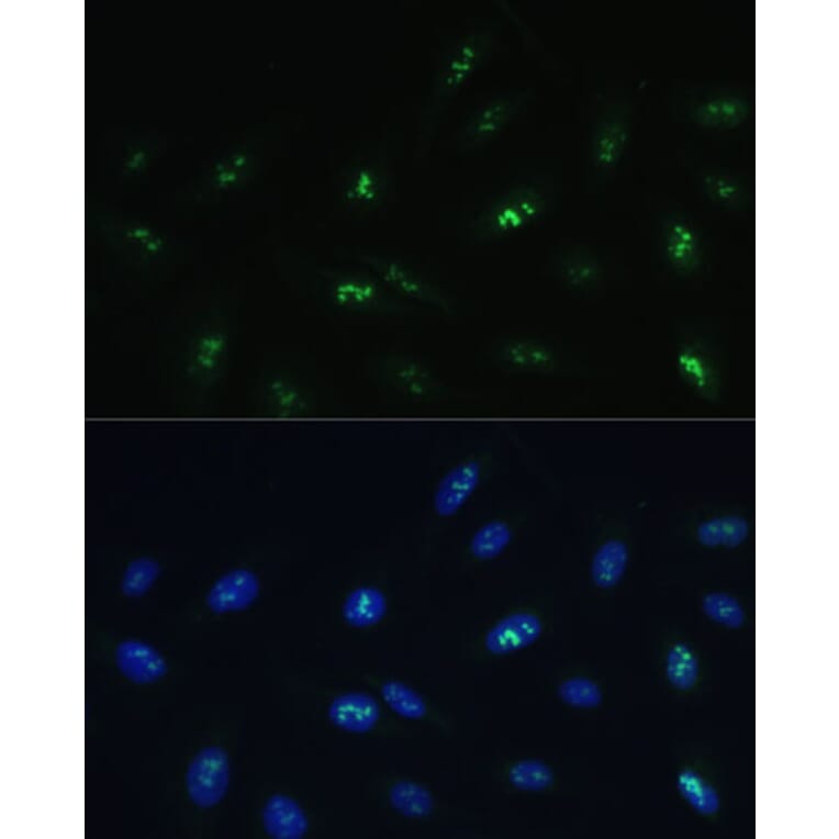 Immunofluorescence - Anti-HNF-4-gamma Antibody (A90284) - Antibodies.com