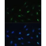 Immunofluorescence - Anti-HNF-4-gamma Antibody (A90284) - Antibodies.com