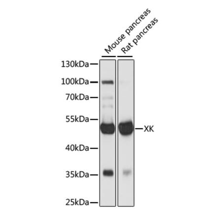 Western Blot - Anti-XK Antibody (A90287) - Antibodies.com