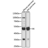 Western Blot - Anti-XK Antibody (A90287) - Antibodies.com