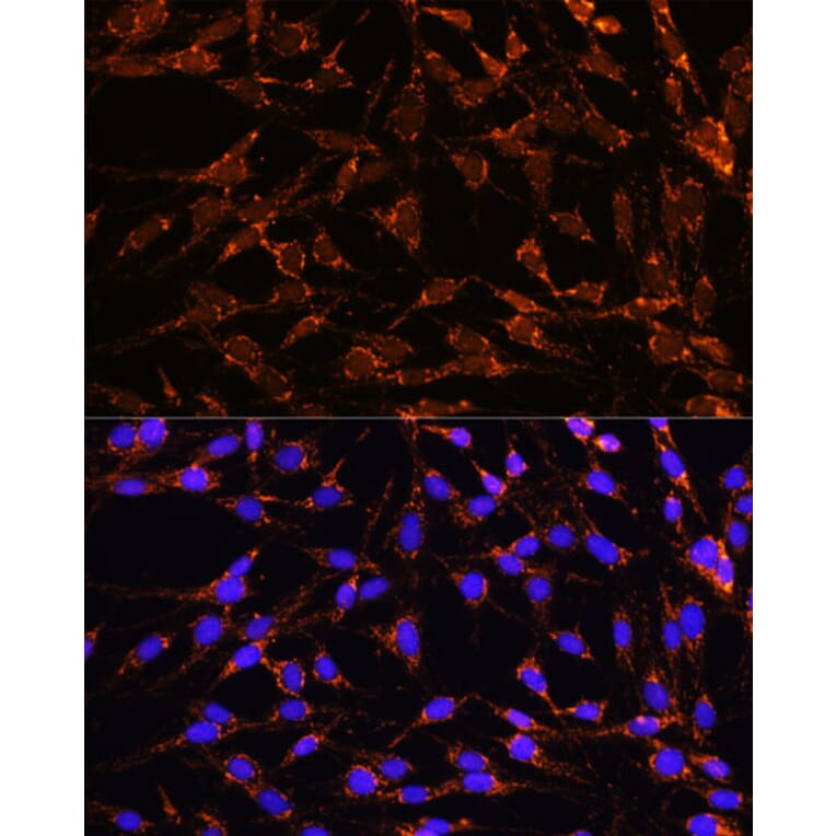 Immunofluorescence - Anti-XK Antibody (A90287) - Antibodies.com