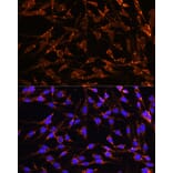 Immunofluorescence - Anti-XK Antibody (A90287) - Antibodies.com