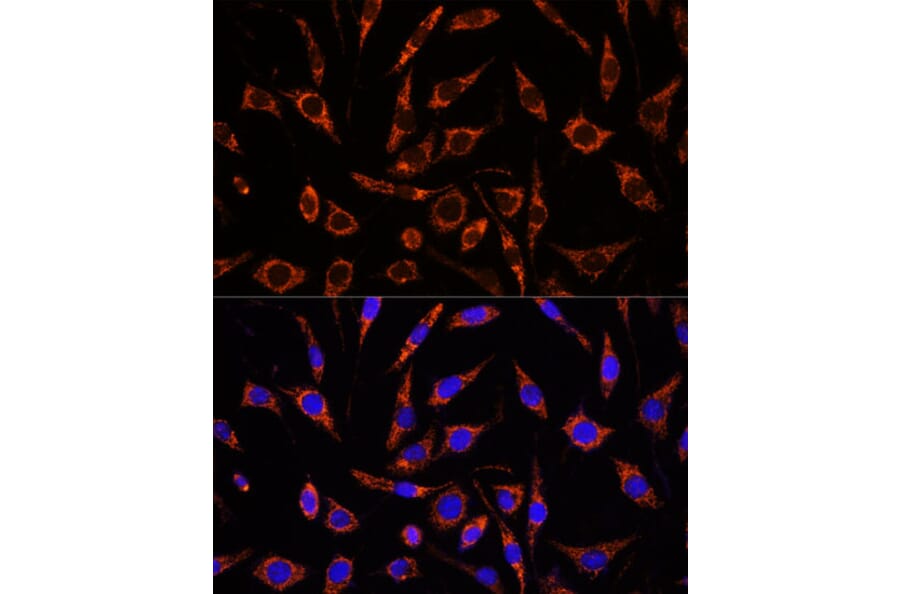 Immunofluorescence - Anti-XK Antibody (A90287) - Antibodies.com