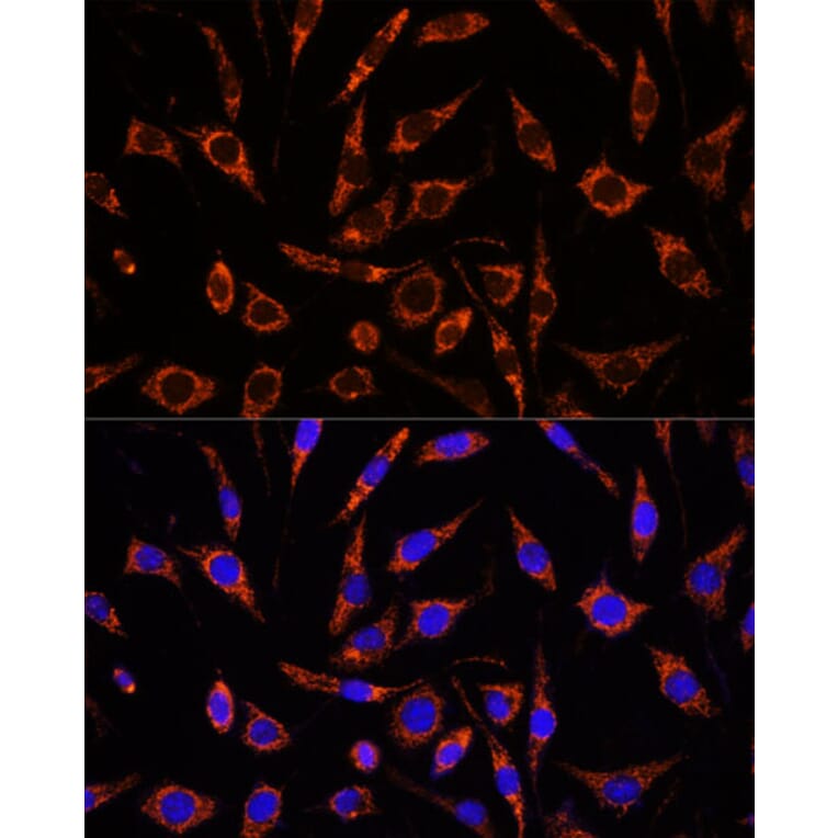 Immunofluorescence - Anti-XK Antibody (A90287) - Antibodies.com