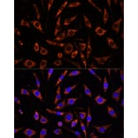 Immunofluorescence - Anti-XK Antibody (A90287) - Antibodies.com