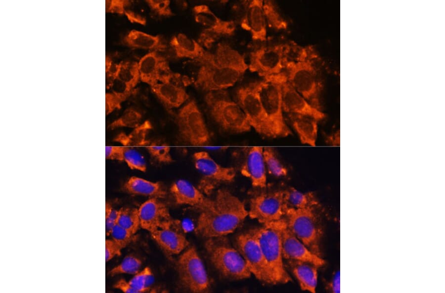 Immunofluorescence - Anti-XK Antibody (A90287) - Antibodies.com