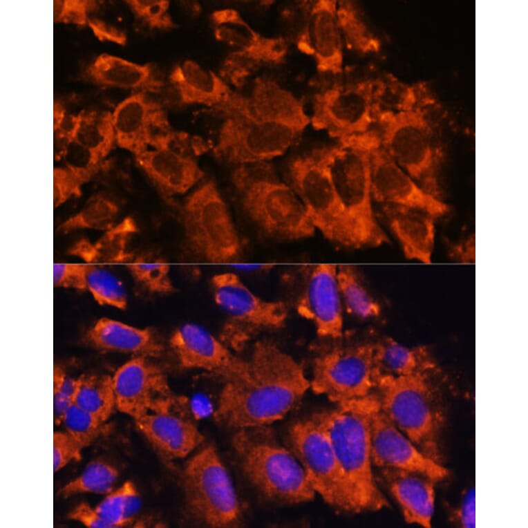 Immunofluorescence - Anti-XK Antibody (A90287) - Antibodies.com