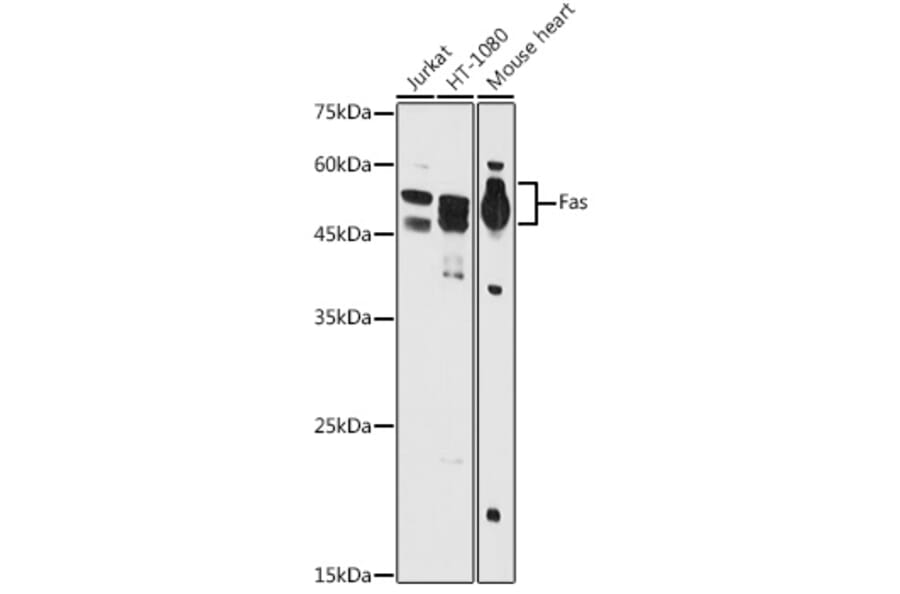 Western Blot - Anti-Fas Antibody (A90289) - Antibodies.com