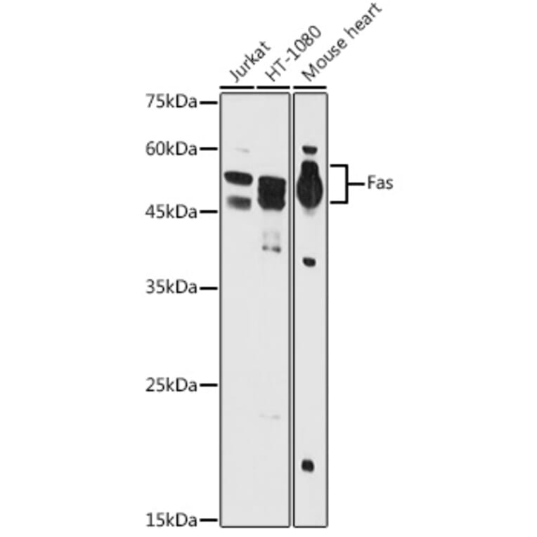 Western Blot - Anti-Fas Antibody (A90289) - Antibodies.com