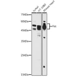 Western Blot - Anti-Fas Antibody (A90289) - Antibodies.com