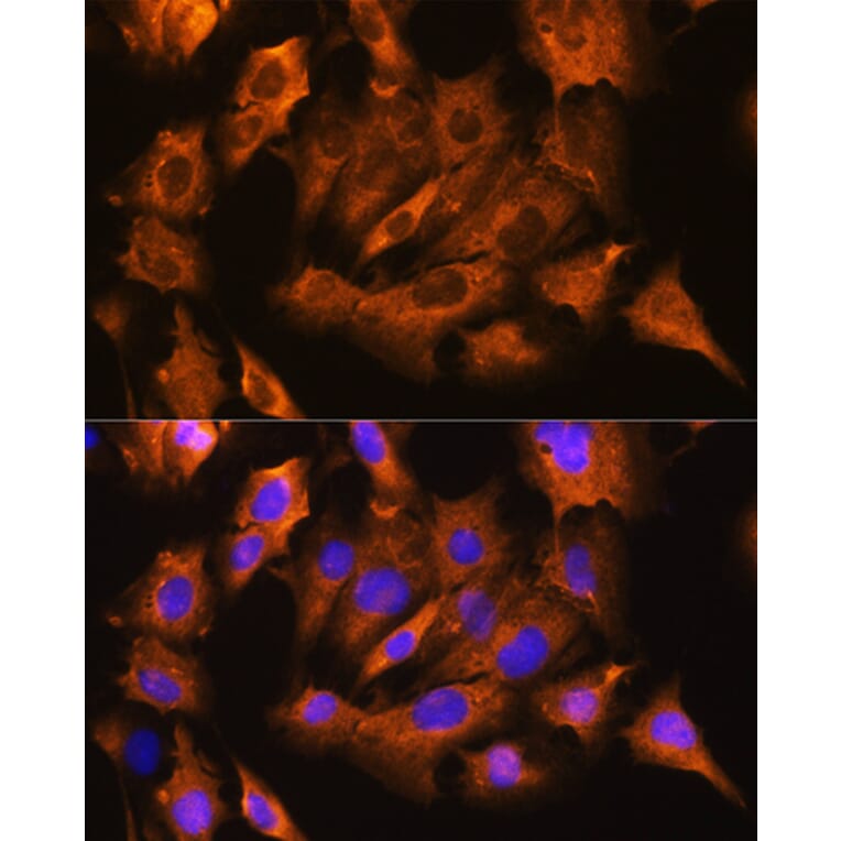 Immunofluorescence - Anti-ATP1B1 Antibody (A90290) - Antibodies.com