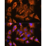 Immunofluorescence - Anti-ATP1B1 Antibody (A90290) - Antibodies.com