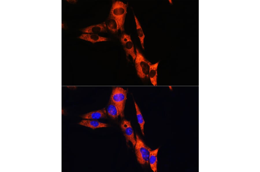 Immunofluorescence - Anti-ATP1B1 Antibody (A90290) - Antibodies.com