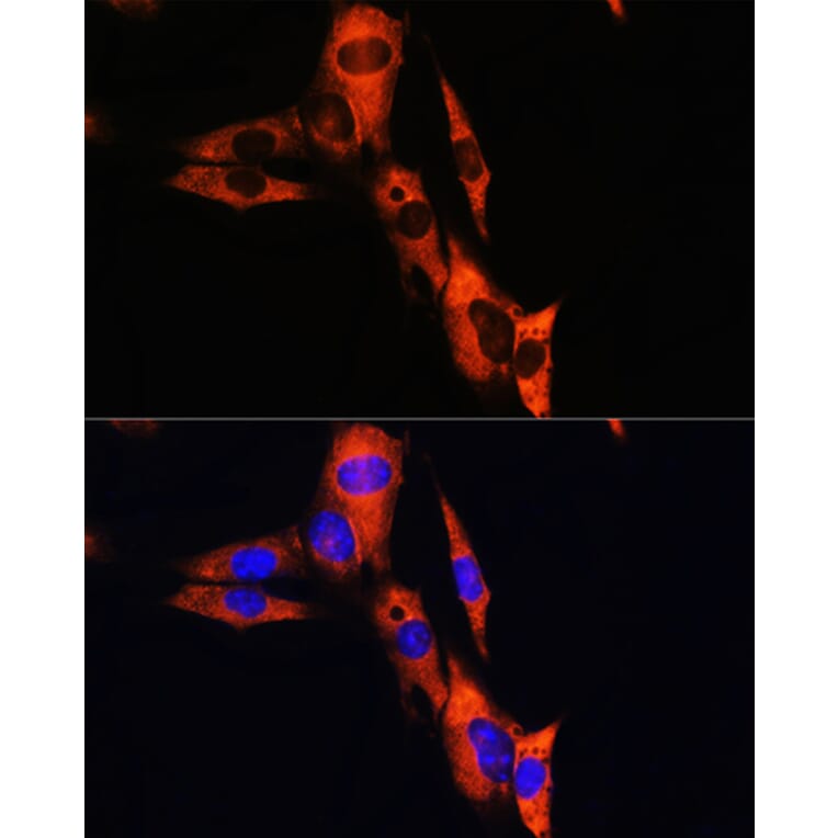 Immunofluorescence - Anti-ATP1B1 Antibody (A90290) - Antibodies.com