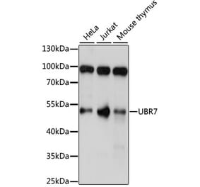 Western Blot - Anti-UBR7 Antibody (A90291) - Antibodies.com