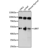 Western Blot - Anti-UBR7 Antibody (A90291) - Antibodies.com