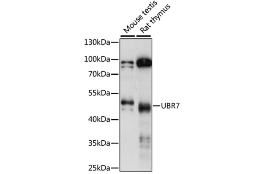 Western Blot - Anti-UBR7 Antibody (A90291) - Antibodies.com