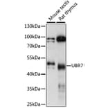Western Blot - Anti-UBR7 Antibody (A90291) - Antibodies.com