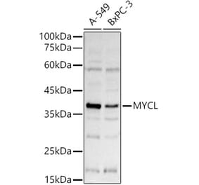 Western Blot - Anti-pan-myc Antibody (A90293) - Antibodies.com