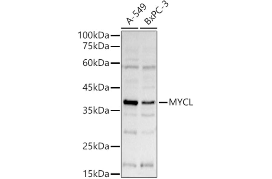 Western Blot - Anti-pan-myc Antibody (A90293) - Antibodies.com