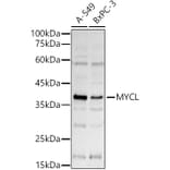 Western Blot - Anti-pan-myc Antibody (A90293) - Antibodies.com